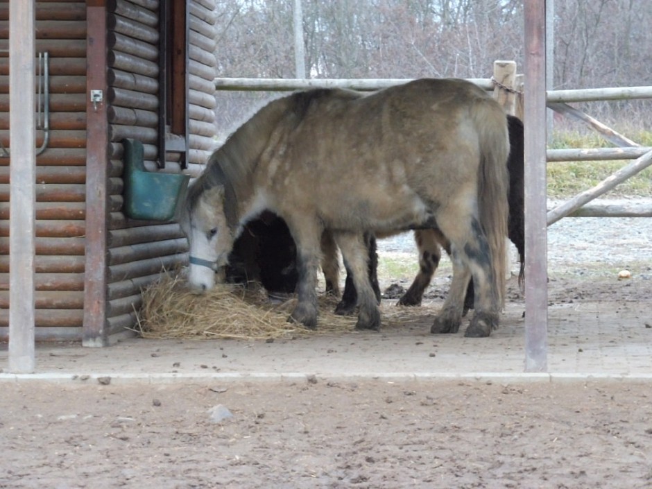 Minizoo 28.12.2018-1.1.2019 Silvestr UH Sady (16)