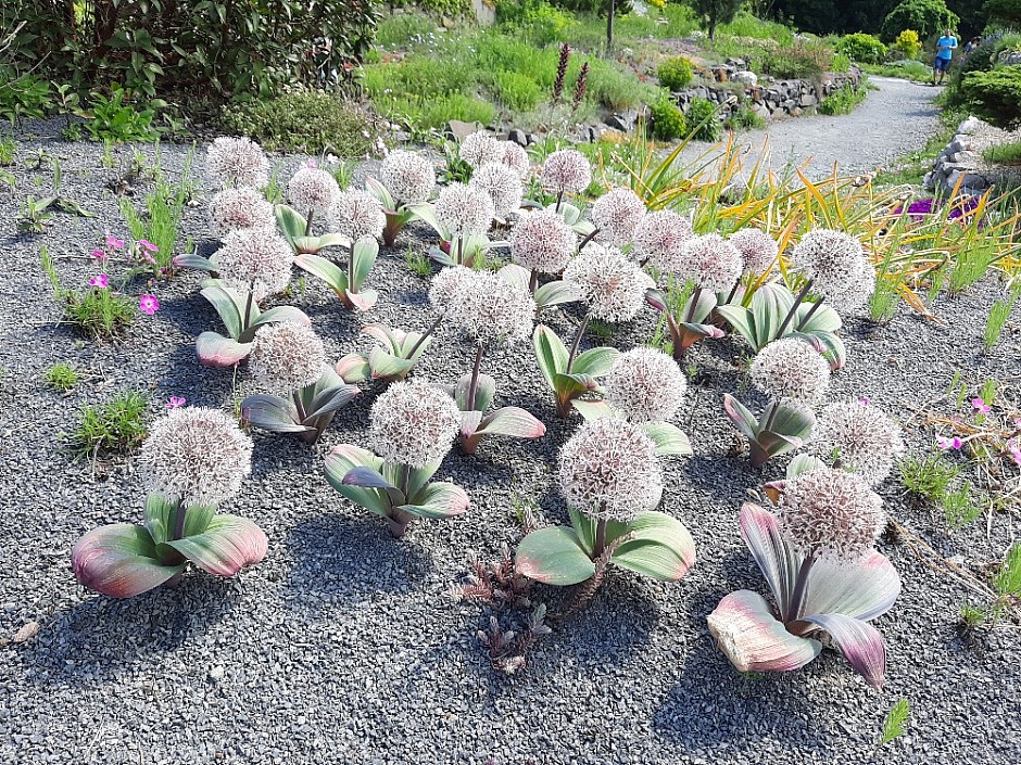 Makču Pikču 6.6.2021 Skanzen (25)