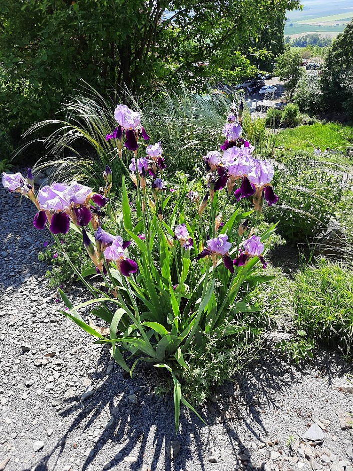 Makču Pikču 6.6.2021 Skanzen (55)