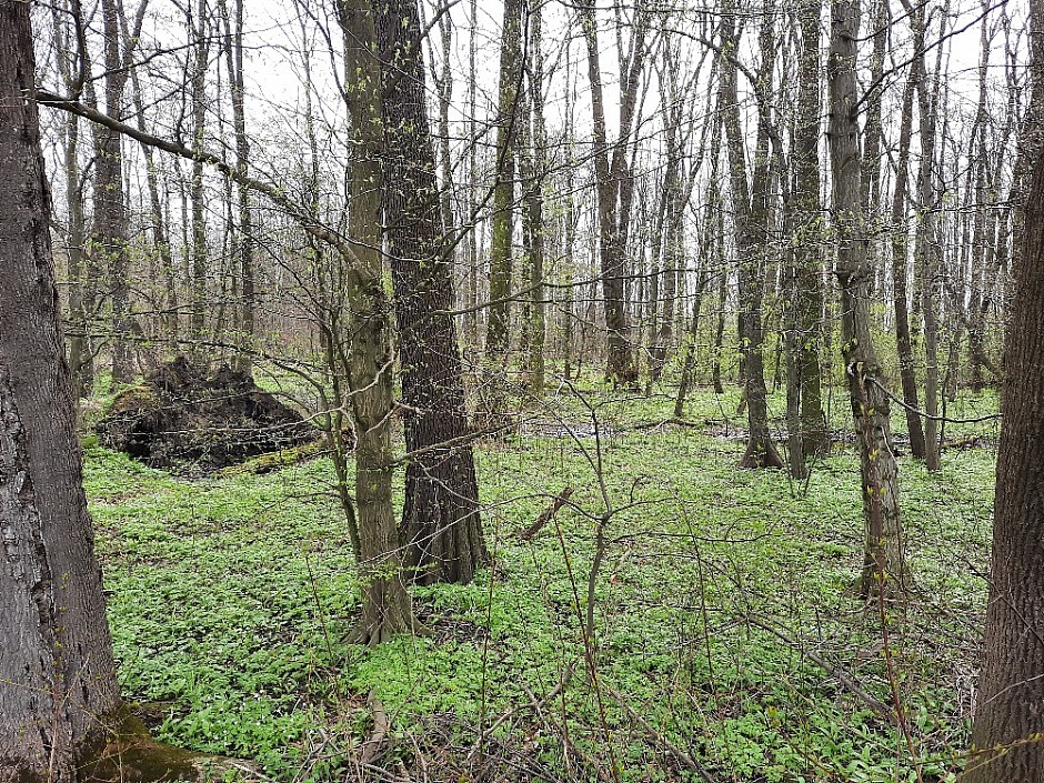 Poodřím 25.4.2021 Jistebníkem Klimkovicemi a Polankou na Honculi (6)