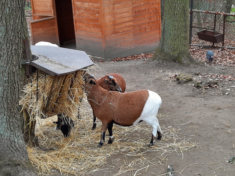 ZOO Brno Poslední puchýř 19.-21.11.2021 Brno (14)