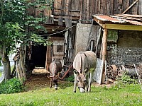 12-Rigi Švýcarsko 15.-22.8 (44)