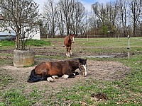 Poodřím 25.4.2021 Jistebníkem Klimkovicemi a Polankou na Honculi (33)