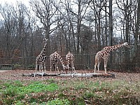 ZOO Brno Poslední puchýř 19.-21.11.2021 Brno (16)