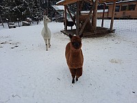 5-nedělní muzea a mostíky Zakopane 3.-5.12.2021 Polské Tatry (19)