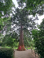 4-Insel Mainau Švýcarsko 3.-11.8.2024 počtvrté (12)