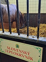 5-Topolčianky Národní hřebčín Slovensko 29.3.-1.4.2024 Velikonoce (5)